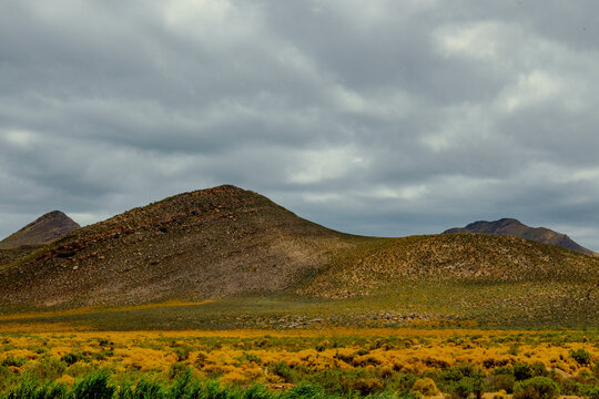 landscape with yellow flowers