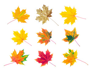 set of colorful autumn maple leaves isolated on transparent background