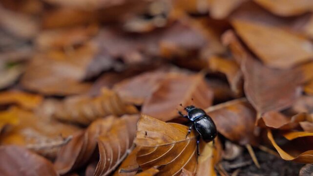 Extreme close-up: A glossy black beetle rests on a bed of dry, brown fallen leaves, highlighting the intricate details of the forest floor ecosystem in autumn.