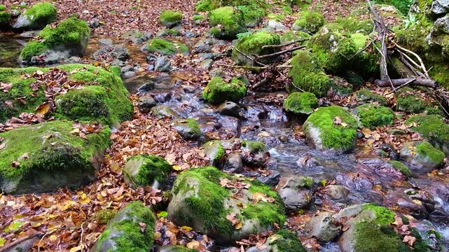 Mountain stream in autumn forest with mossy rocks and fallen leaves