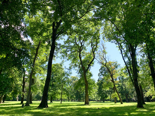 City park, forest grove on sunny summer day. Tall Trees with lush crowns, Green lawn. Ecology, nature, and Greenery. Outdoor recreation. Peace, tranquility. View from below. Foliage. Photography