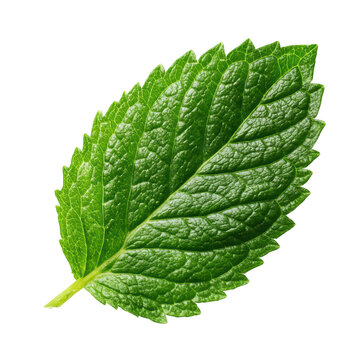 A single fresh green mint leaf isolated on a  showcasing its vibrant color and intricate texture, isolated on transparent background, perfect cutout, PNG