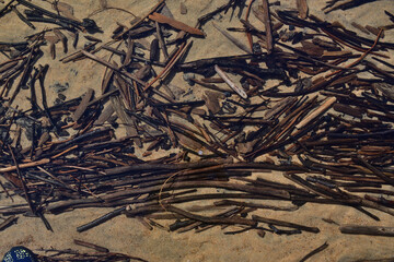 Small wood branches under water on sand background. Small driftwood pieces and a sandy beach.