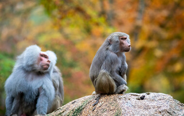 Baboon at Munich Zoo