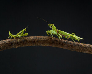 green praying mantis