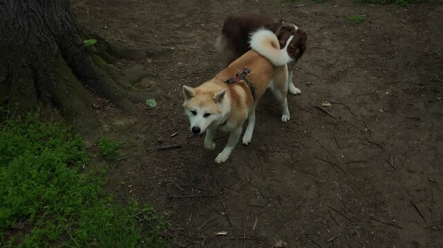 Two dogs, Australian Shepherd and Akita Inu, meeting and playing on a forest path surrounded by greenery