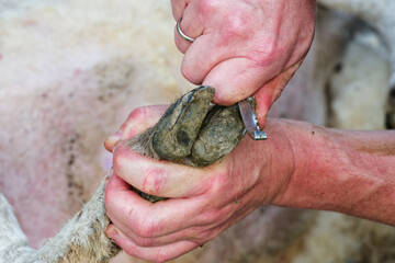 Man holding a sheep leg while cleaning the hoof carefully