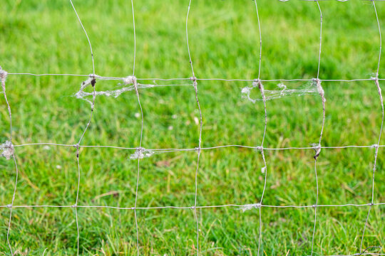 Wire mesh pen with tufts of sheep wool caught on it - Powered by Adobe