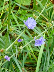 Blue chicory flowers and stems growing wild in autumn. Cichorium intybus. Chicory roots are used as coffee substitute.