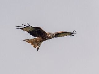 Obraz premium A Red Kite in flight with wings and tail spread