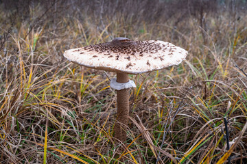 A beautiful and edible umbrellas.
These mushrooms appear at the edge of forests in autumn.
