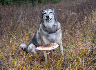 Umbrella mushroom and dog. 
A trained dog has found a mushroom and is waiting for its owner to...