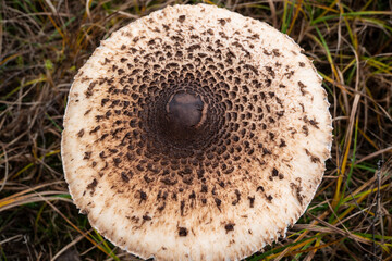 A beautiful and edible umbrellas.
These mushrooms appear at the edge of forests in autumn.
