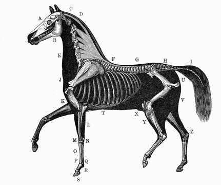Educational 1893 woodcut from J.F. Hallenborg's textbook "L&auml;robok i husdjurssk&ouml;tsel". A black silhouette of a horse revealing a detailed diagram of its internal skeletal structure.