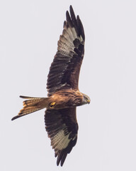 A Red Kite in flight circling overhead while searching for prey