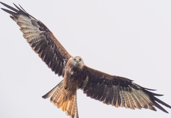 A close up view of a Red Kite circling overhead and looking directly at the observer