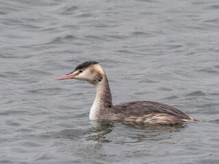 A Great Crested Grebe swimming on the water and molting from its alternate, summer plumage into the basic, winter plumage