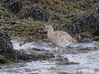 A Eurasian Curlew walking on mudflats with mounds of seaweed behind
