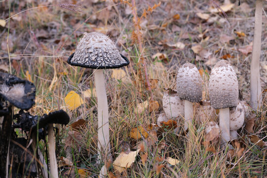 Shaggy inkcap or shaggy mane mushroom. Young and old mushrooms together. 