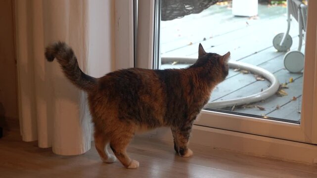 A calico cat sits by the window and watches the street outside. This beautiful cat is orange, black, and white.