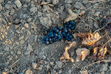 A cluster of dark grapes and dry leaves lies abandoned on the rough, cracked soil and small rocks of a vineyard floor, symbolizing a missed harvest or loss.