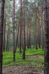 The interior of a pine forest showing tall, straight trunks and a vibrant green carpet of undergrowth. The scene conveys tranquility, natural environment, and forestry