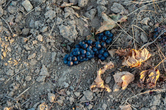 A cluster of dark grapes and dry leaves lies abandoned on the rough, cracked soil and small rocks of a vineyard floor, symbolizing a missed harvest or loss.