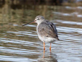 A close up of a juvenile Spotted Redshank standing in shallow water