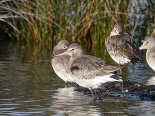A Black-tailed Godwit in basic, winter plumage standing in the water with other roosting birds standing behind