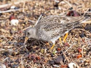 A close up of a Purple Sandpiper searching for food amongst the organic matter deposited on a shingle beach