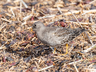 A Purple Sandpiper feeding on an invertebrate found in the organic matter deposited on a shingle beach