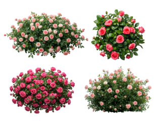 A beautiful bush of garden pink roses isolated on a transparent background