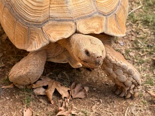 A large African spurred tortoise resting on the ground, close-up view