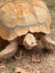A large African spurred tortoise resting on the ground, close-up view