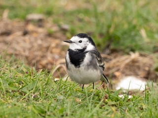 Obraz premium A head on shot of a White Wagtail standing in short grass