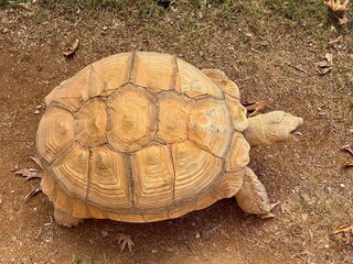 A large African spurred tortoise resting on the ground, close-up view