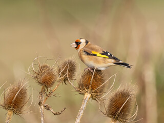 A brightly colored European Goldfinch perched up and feeding on the seedheads of the Common Teasel