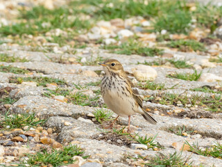 A Meadow Pipit perched on rocky ground
