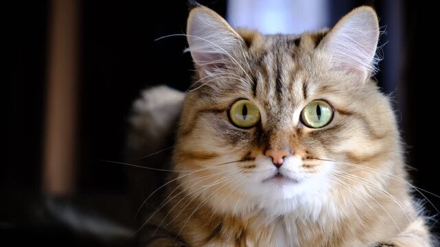 A serious cat carefully watching something, staring with intense. Face expression would changing across various emotions, the cat's pupils dilated. Animal behavior. Close up furry tabby cat, looking 