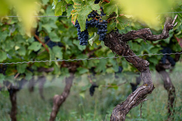 A gnarled, twisted vine trunk stands in the foreground, with clusters of ripe dark grapes and green leaves visible. The scene captures the rows and essence of wine harvest