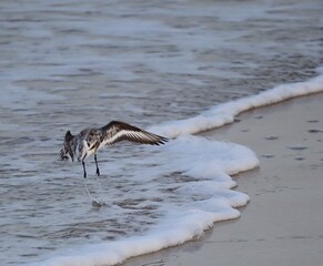 bird by the beach
