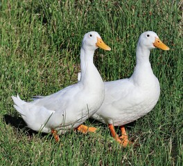 two ducks on the grass