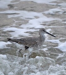 bird by the beach