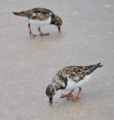 bird by the beach