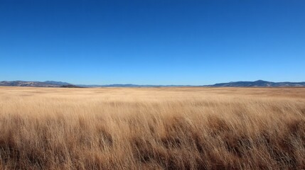 Fototapeta premium Dry golden grass field stretching towards distant mountains under a clear blue sky, illustrating vastness and open spaces