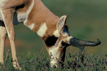Portrait of a Pronghorn antelope grazing on the prairie, Antilocapra americana