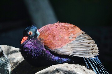 Bird on a branch