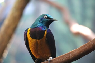 Bird on a branch
