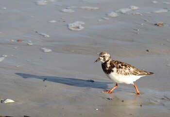 bird on the beach