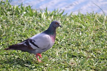 pigeon on the grass